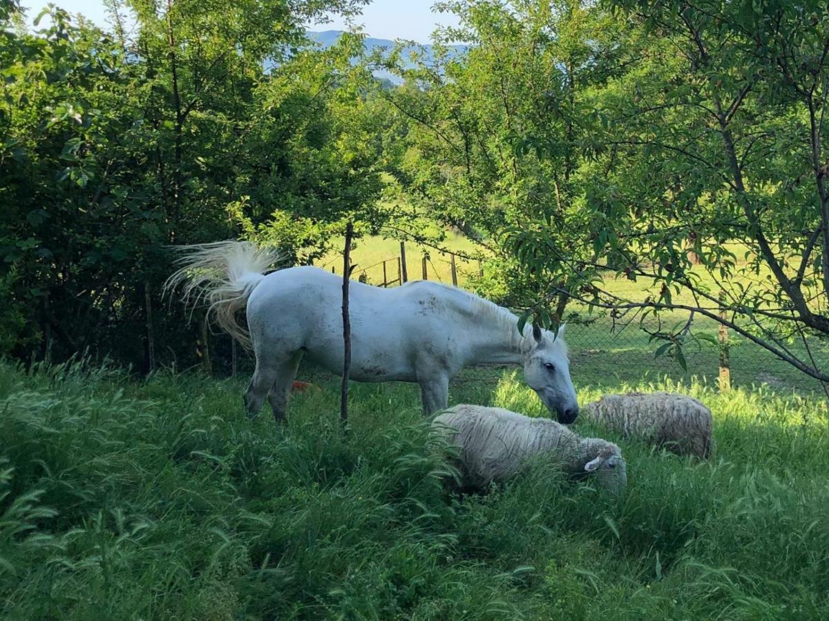 Ala Di Maniero In Agriturismo Valdrago In Toscana, Nel Verde Mugello Sulle Colline Di Firenze Borgo San Lorenzo Exteriér fotografie